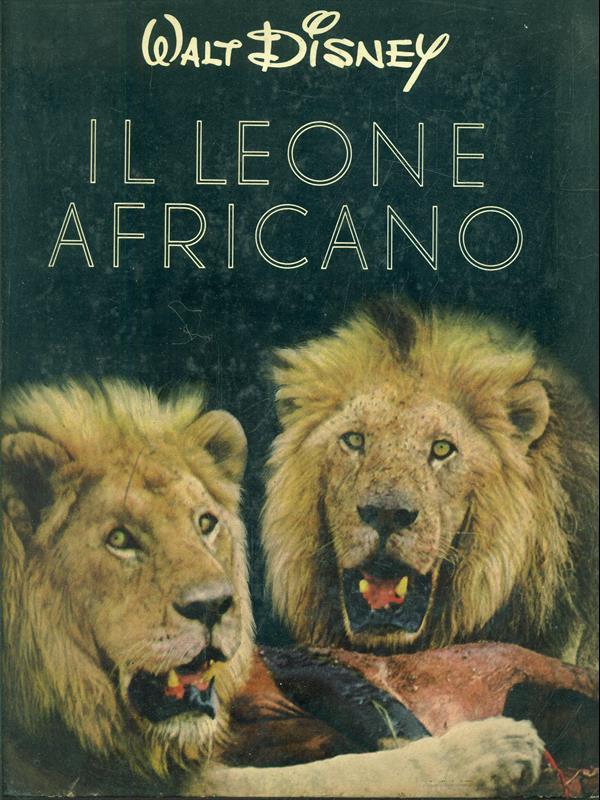 Il leone africano