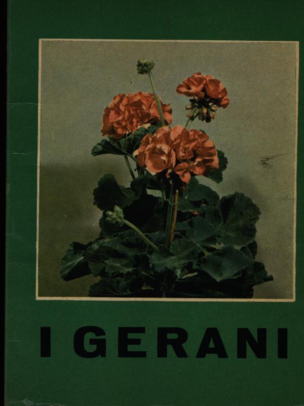 gerani