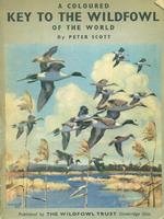 A Coloured Key to the Wildfowl of the World