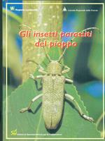 Gli insetti parassiti del pioppo
