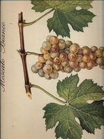Regione Piemonte. Principali uve da vino - 8 Stampe da collezione