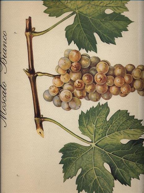 Regione Piemonte. Principali uve da vino - 8 Stampe da collezione - Italo Eynard - copertina