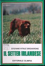Il setter irlandese