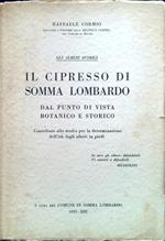 Il cipresso di Somma Lombardo