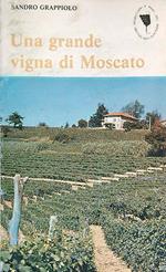 Una grande vigna di Moscato