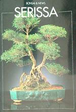 Serissa