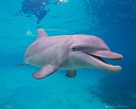Poster Dolphin. Underwater 40x50 cm. - 2