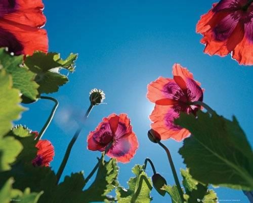 Poster Poppies. Sky 40x50 cm.