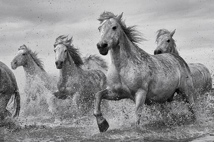 Poster Maxi 61x91,5 Cm Camargue Horses
