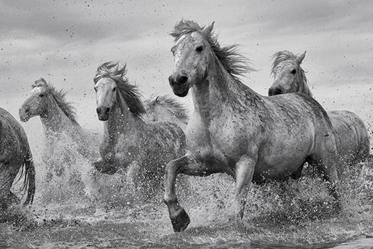 Poster Maxi 61x91,5 Cm Camargue Horses