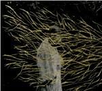 Engravings - CD Audio di Forest Swords