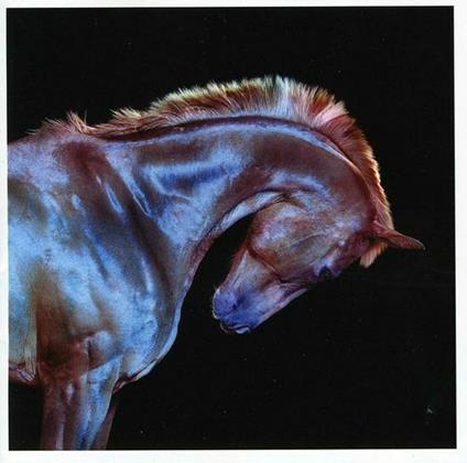 Rituals - CD Audio di Fenech-Soler