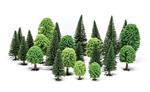 Albero Modellismo. Alberi Misti (Decidui E Di Abete)