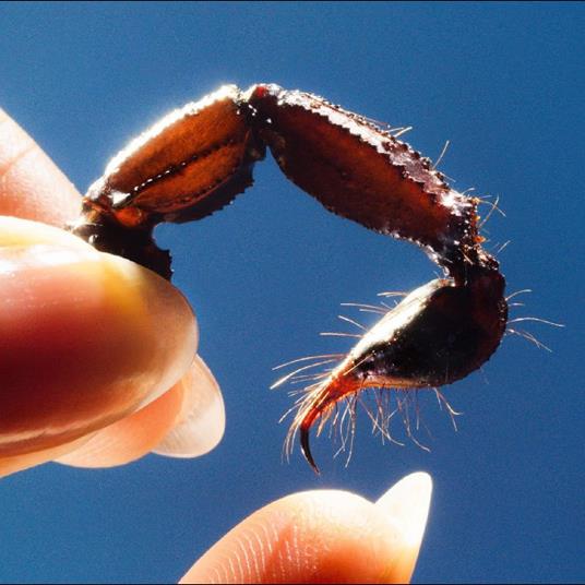 Cowards - Vinile LP di Squid