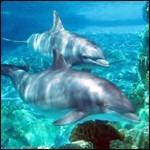 Dolphin Card. Relaxing Inspirational Music