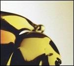 True Loves - CD Audio di Hooray for Earth