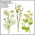 Wiccans & Beatlemancers EP - CD Audio di Radstewart