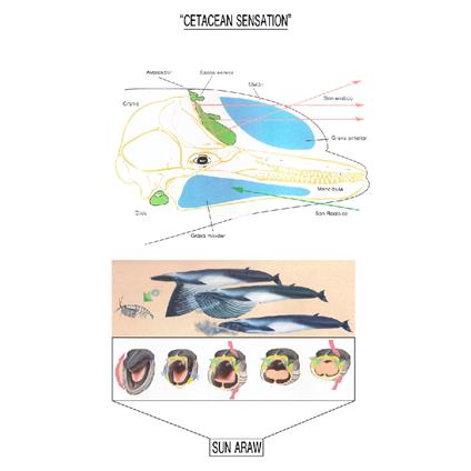Cetacean Sensation - Vinile LP di Sun Araw