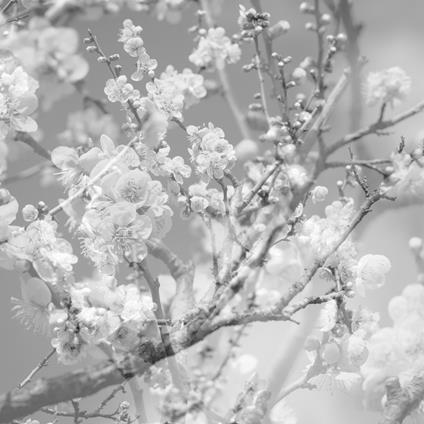 Hanamichi - The Final Studio Recording Vol.2 - CD Audio di Masabumi Kikuchi