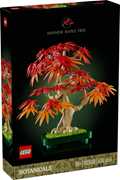 Bonsai di acero rosso