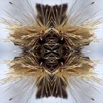 Sutra
