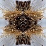 Sutra (Gold Vinyl)