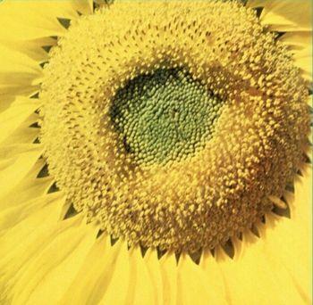 Girassol - Vinile LP di Marcos Valle