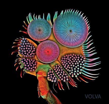 Volva - Vinile LP di Echolot