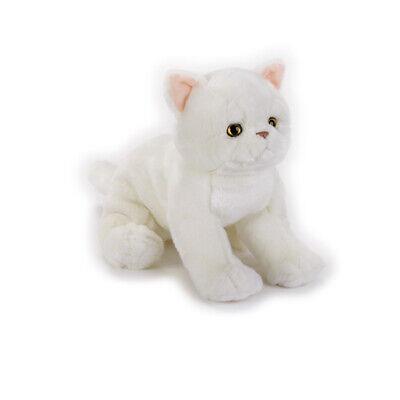 Exotic Shorthair Kitten National Geographic