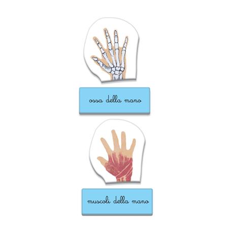 Montessori Il Corpo Umano - 5