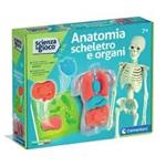 Anatomia Scheletro e Organi (19414)
