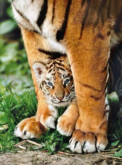 Puzzle Clementoni 500 pezzi. Bengal Tiger Cub Between Its Mother'S Legs - 7