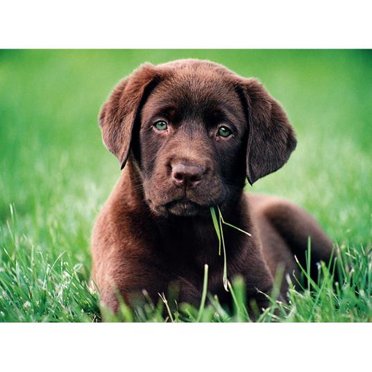 Chocolate Puppy 500 pezzi High Quality Collection - 2