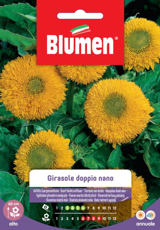 Semi Girasole Doppio Nano Gigante Giallo Blumen - Blumen - Idee regalo