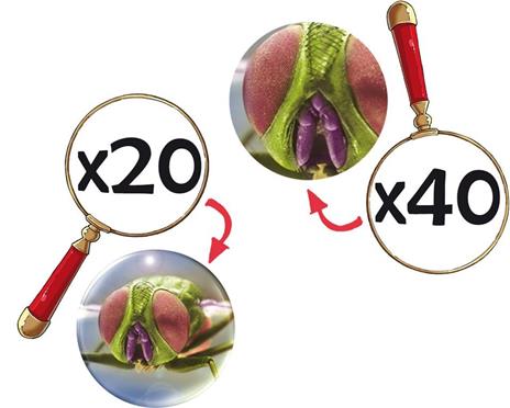 Zoomscope Microscopio - 6