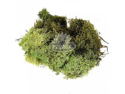 Muschio Lichene Verde Busta Da 30gr Per Presepe Fai Da Te