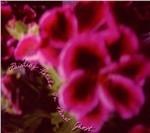 Fallen Camellias - CD Audio di Painting Petals on Planet Ghost