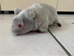 PELUCHE RATTO GRIGIO CON SUONI E LUCI DECORAZIONI HALLOWEEN