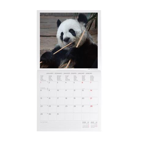 Calendario 2024, da parete, 30 x 29 cm LIFE IS PANDASTIC - 2