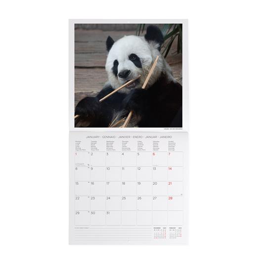 Calendario 2024, da parete, 30 x 29 cm LIFE IS PANDASTIC - 2