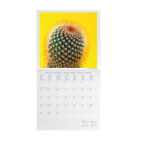 Calendario 2024, da parete, 30 x 29 cm SUCCULENTS - 2