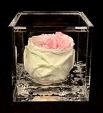 Flowercube Rosa Stabilizzata Profumata English 8x8cm Colore Verde Rosa Regalo