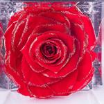 Flowercube Flowercube Rosa Stabilizzata Profumata 10 x 10 Rosso Glitter Oro