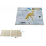 Puzzle 3D Legno Parasaurolofo Modellino Modellismo Collezione Gioco Bambini 07339