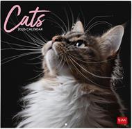 Calendario 2026 da Parete  - Cats - 30 x 29 cm