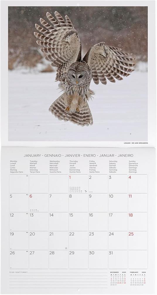 Calendario 2026 da Parete  - Outstanding Owls - 30 x 29 cm - 2