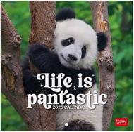 Calendario 2026 da Parete  - Life Is Pantastic - 18 x 18 cm