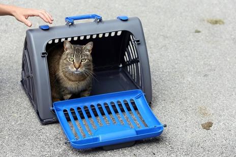 Trasportino Per Animali Domestici Cuccia Pieghevole Da Viaggio Per Cani e Gatti