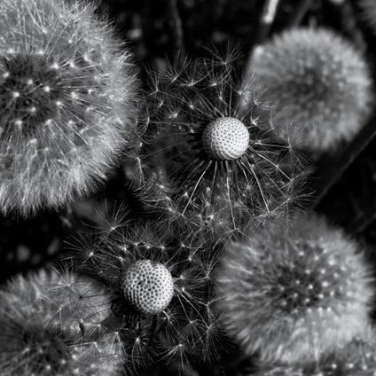 Drone Works I-V - CD Audio di Orghanon