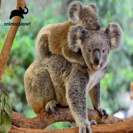 Puzzle 3D Koala 500 Pz - 2